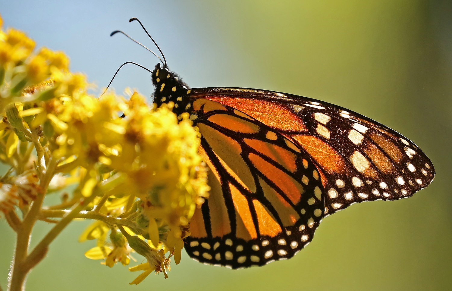 Collection Of Over 999 Butterfly Images Stunning Full 4K Butterfly Images Collection Of Over 999 Butterfly Images Stunning Full 4K Butterfly Images