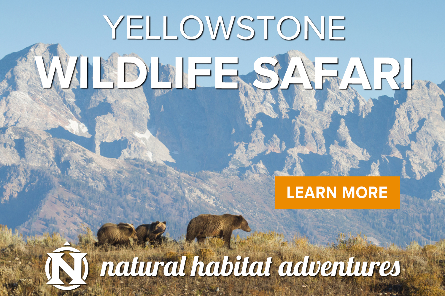 Yellowstone wildlife safari