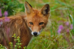 red fox