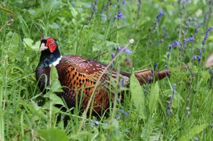 ring-necked pheasant in the Cotswolds