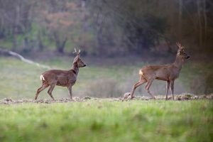 roe dee in Salisbury, England