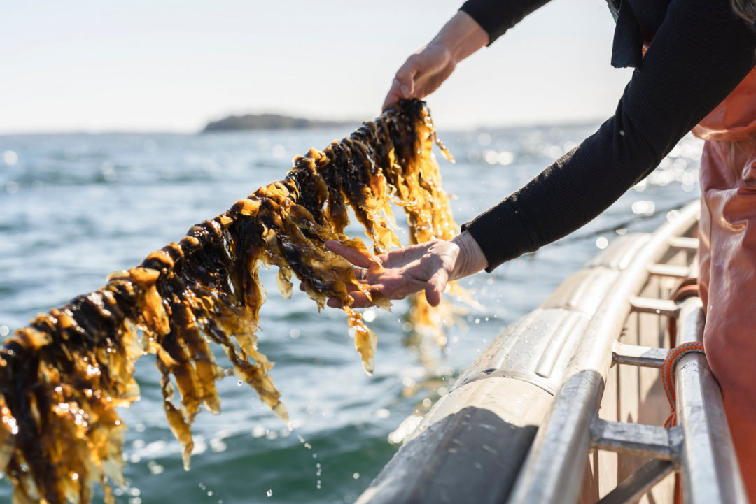 Seaweed Farming in Maine Good Nature Travel Blog