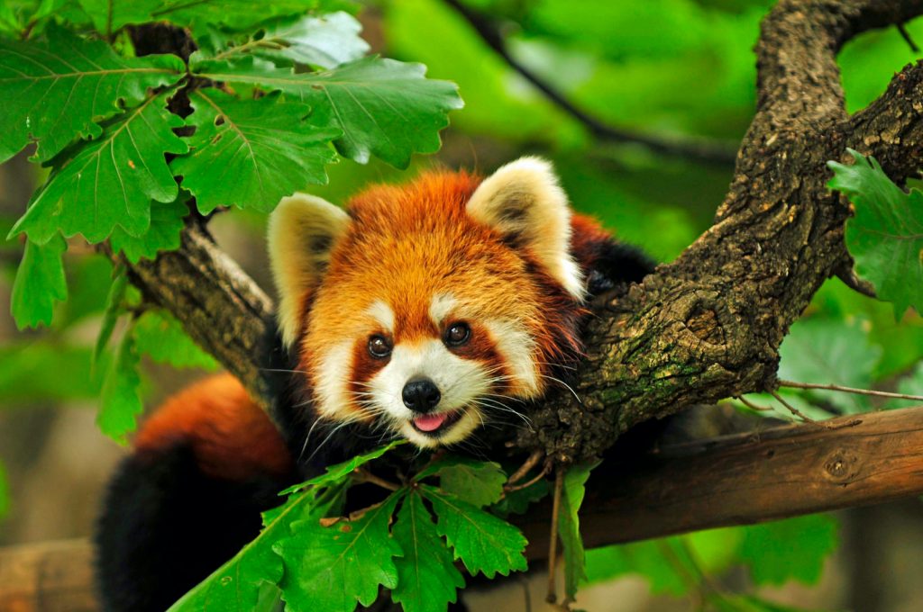 Red,Panda,Climbs,A,Tree | Good Nature Travel Blog