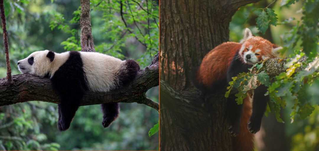 Red Pandas Giant Pandas Blog Good Nature Travel Blog Red Pandas Giant Pandas Blog Good Nature Travel Blog