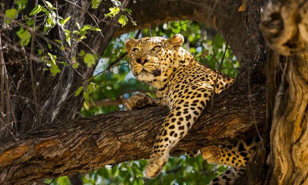 Why Botswana Is a Model for Ecotourism Around the World