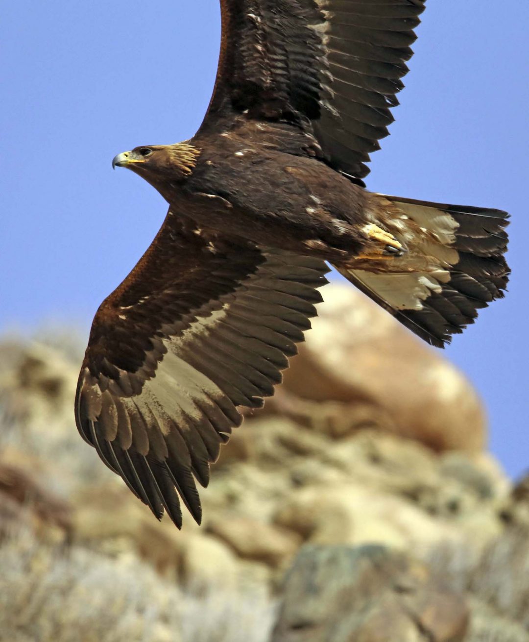 Golden eagle Good Nature Travel Blog