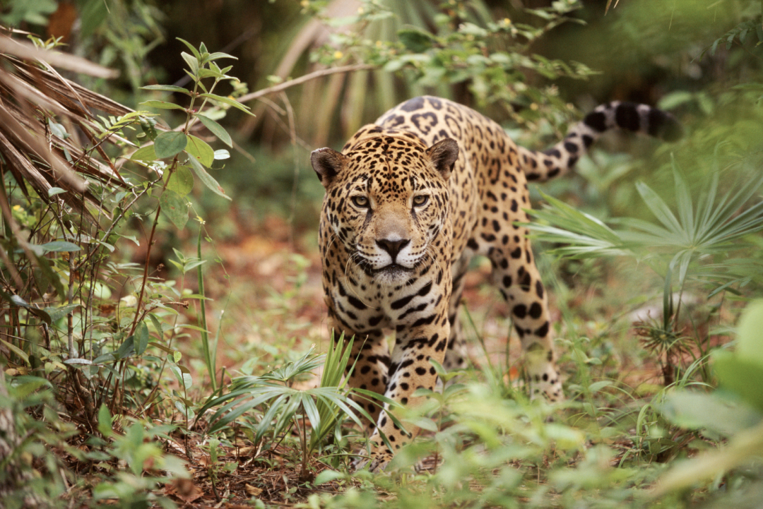 Jaguar in Belize Good Nature Travel Blog