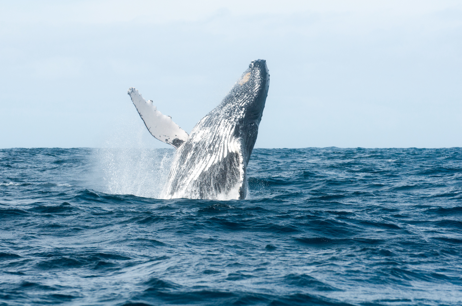 jumping humpback whale out of the Ocean