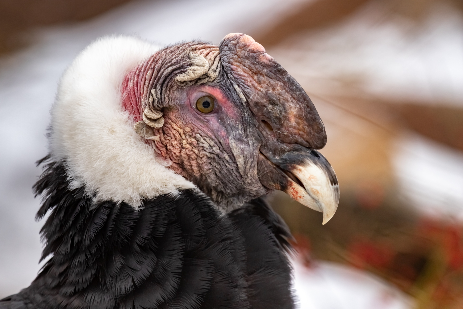 Meet the Andean Condor, the King of the Andes