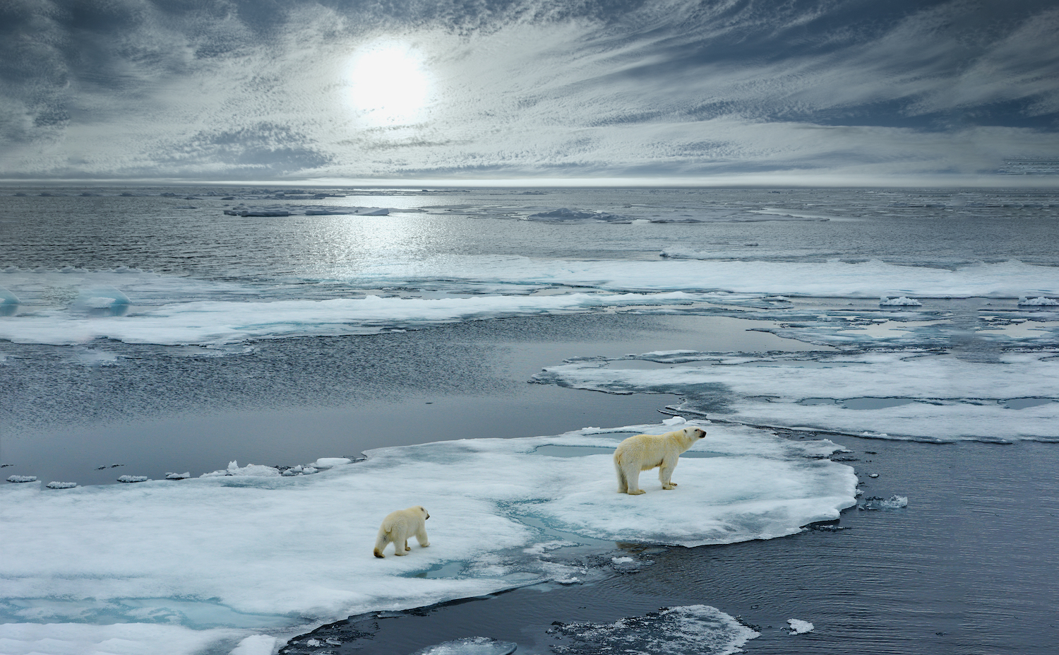 Disneynature's Polar Bear Premieres Earth Day