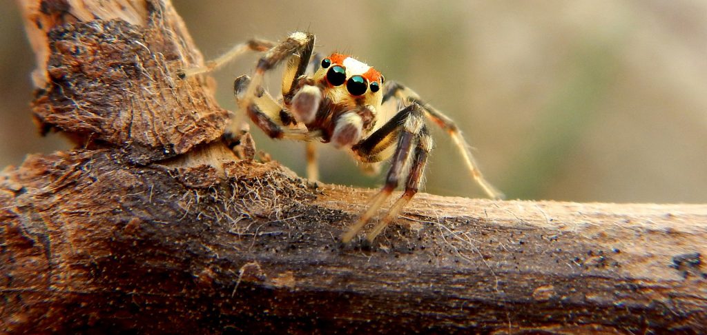 Spider 10 fin_Web | Good Nature Travel Blog
