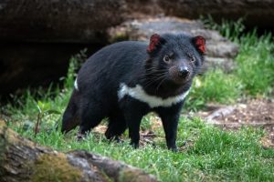 Tasmanian Devil in woodland environment in Australia