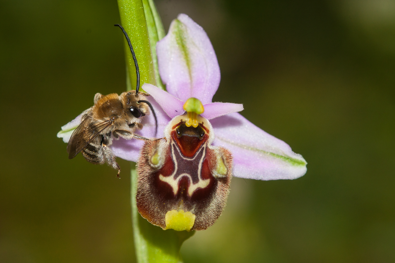 Orchids That Look Like Bees Orchids That Look Like Bees