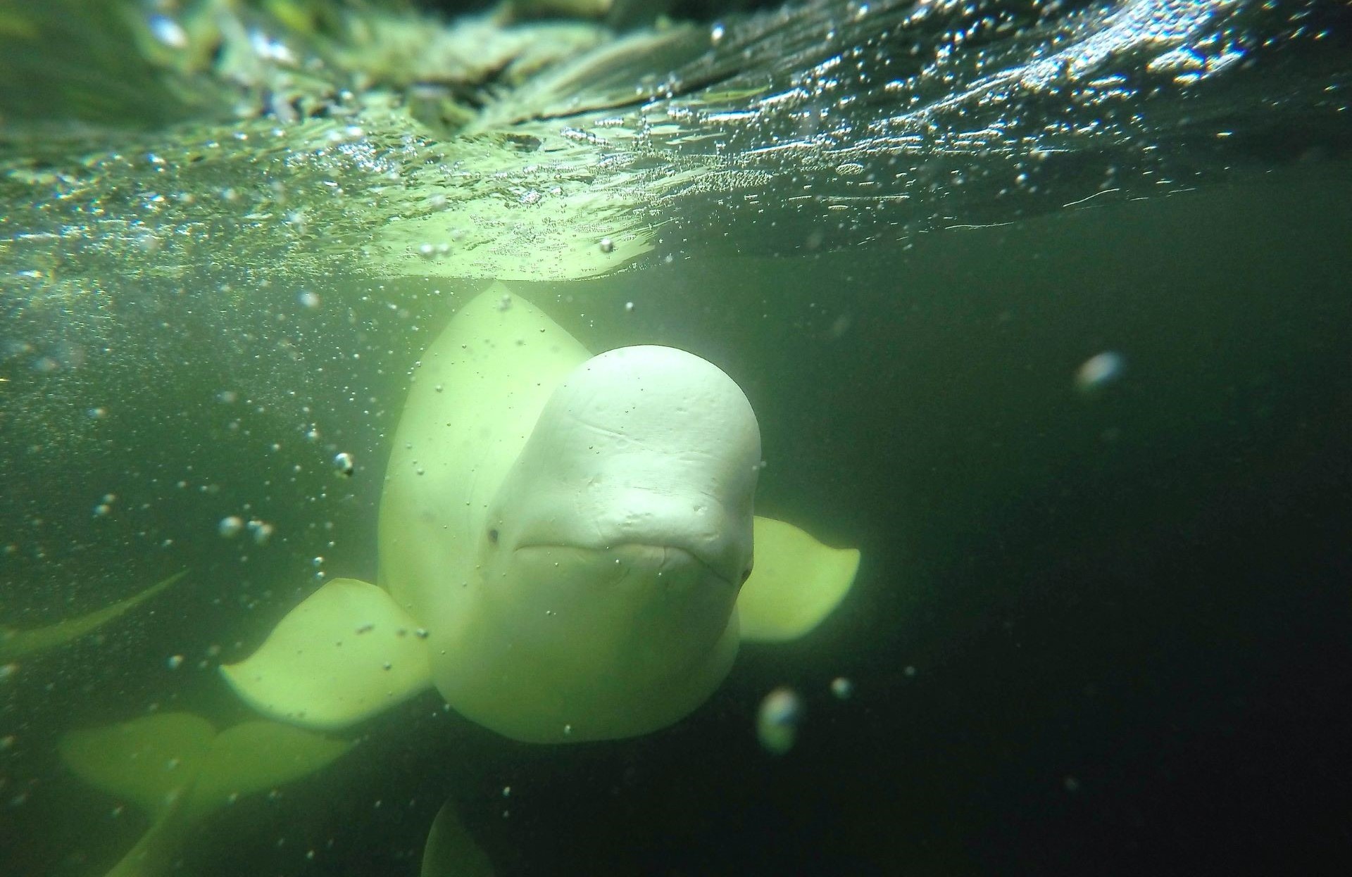 Identification of a Novel Coronavirus from a Beluga Whale by Using