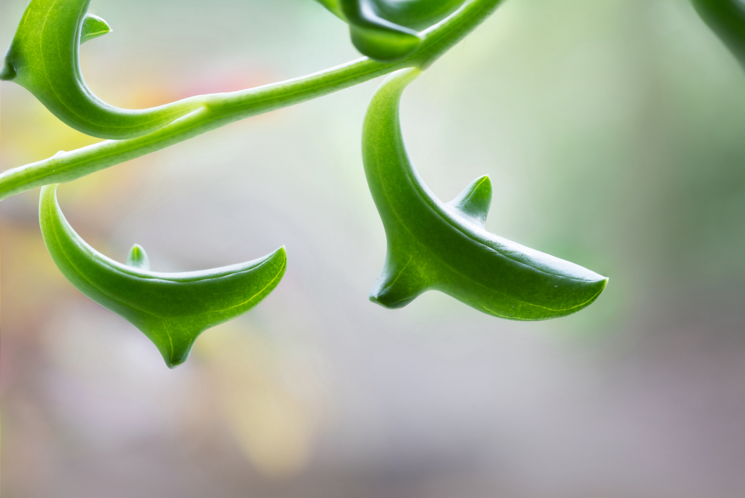 String of dolphins (Senecio peregrinus) succulent