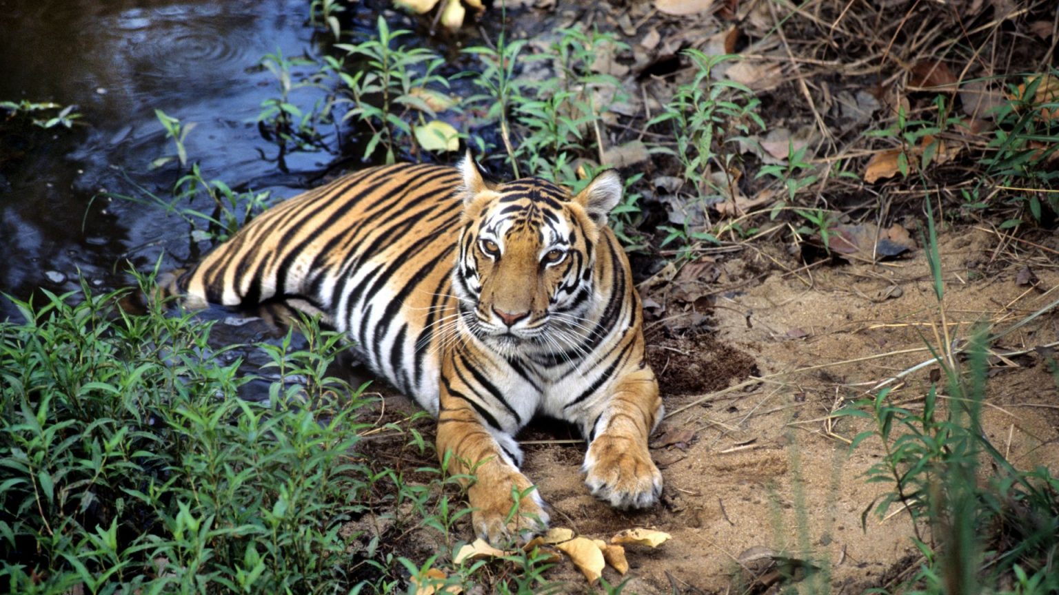 Tiger natural habitat Good Nature Travel Blog