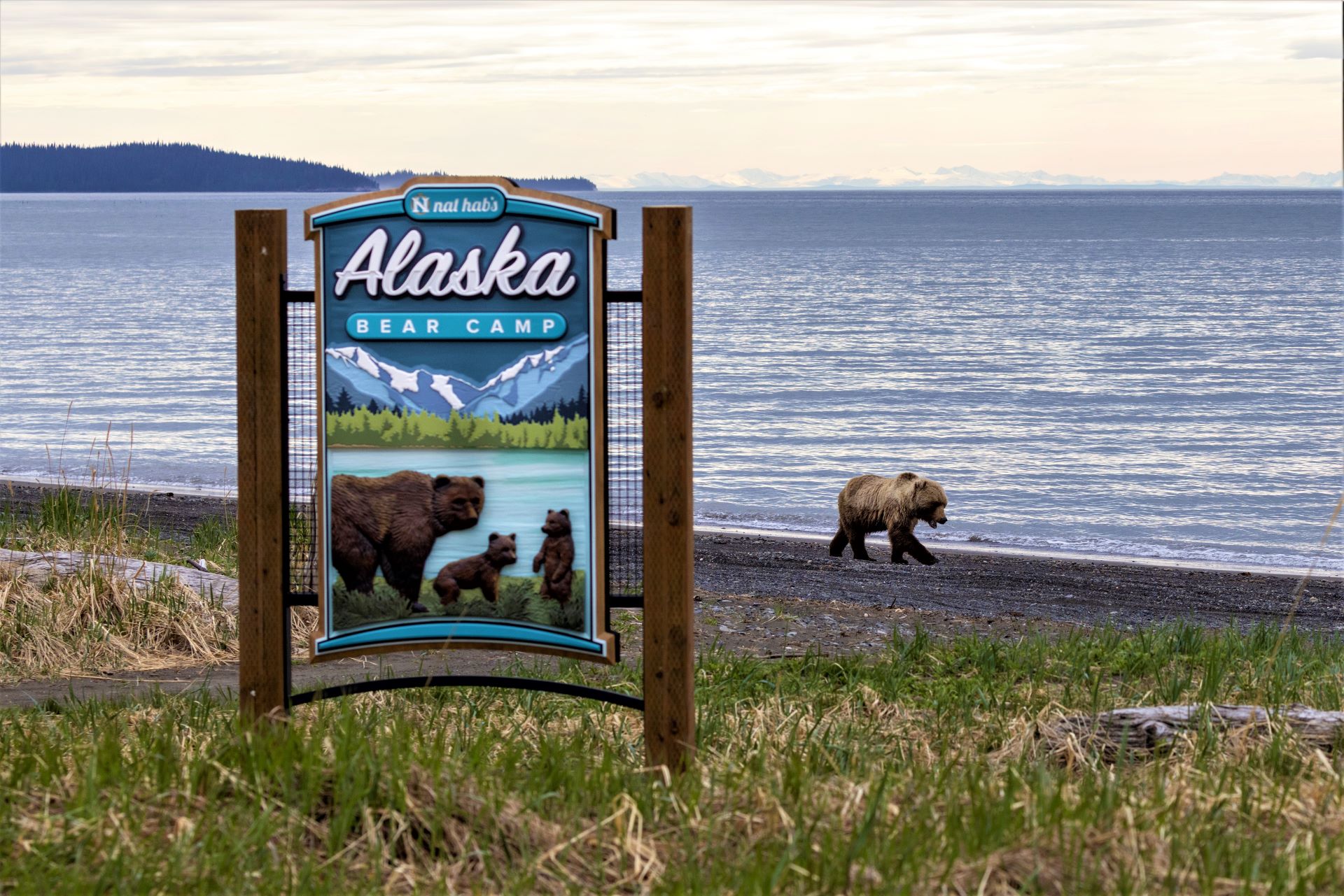 A bear walking passed the Alaska NatHab sign in front of the Bear camp.