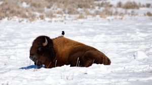 Bison with bird Yellowstone National Park by Jeremy Covert