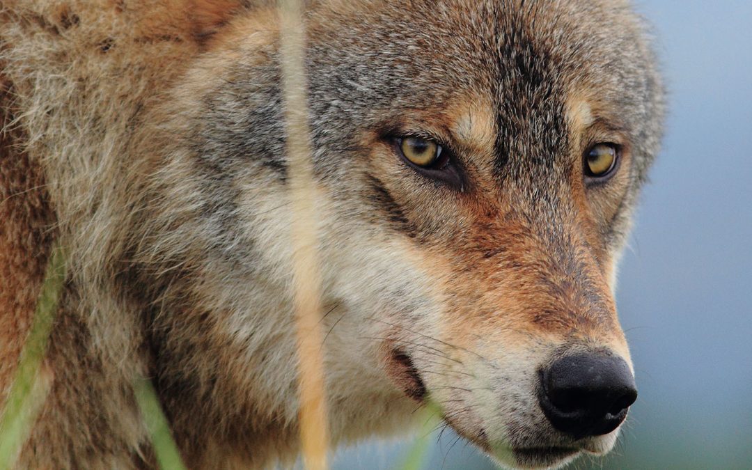 Who’s Smarter: Your Domesticated Dog or a Wild Gray Wolf?