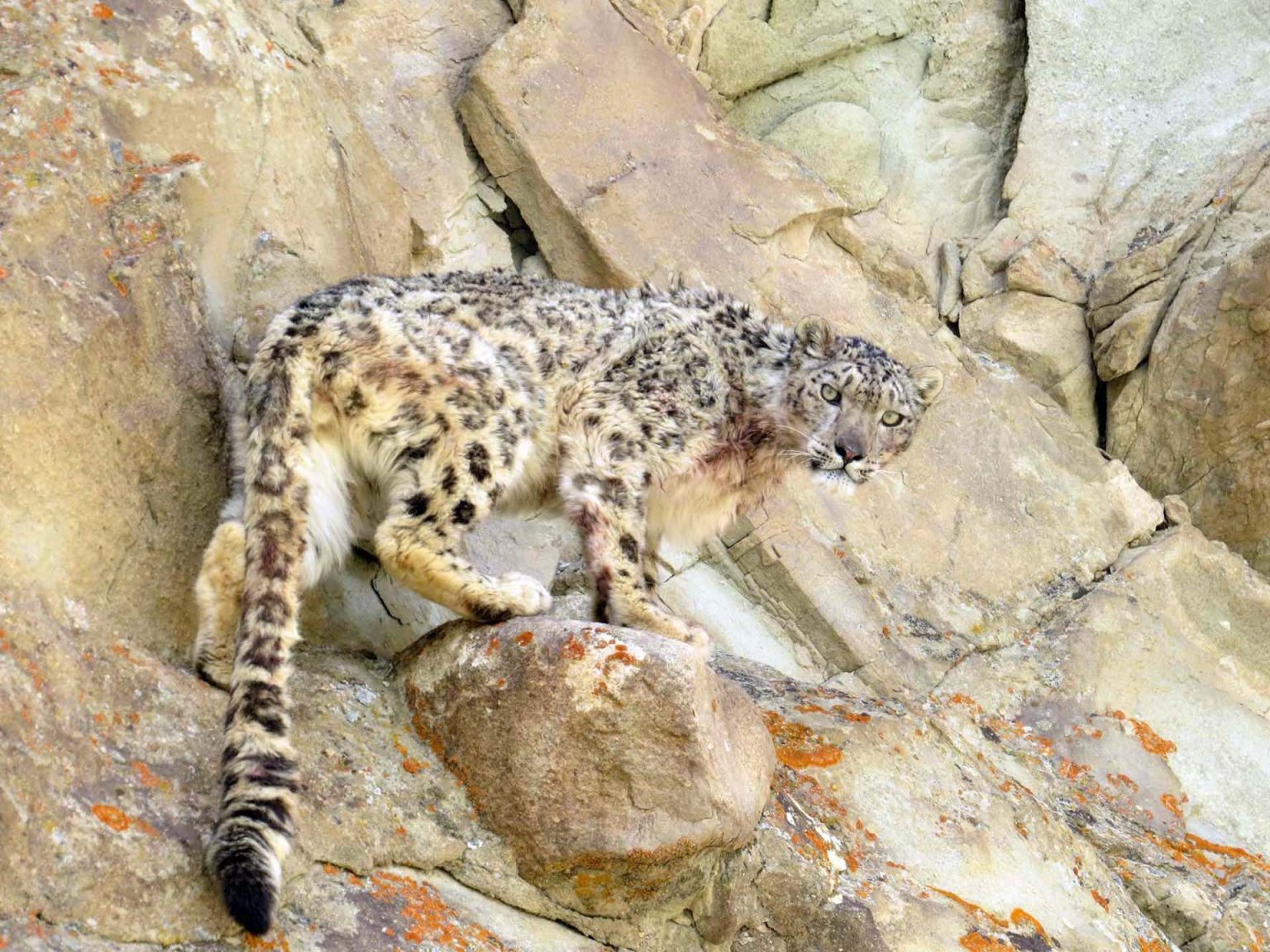 snow leopard india | Good Nature Travel Blog
