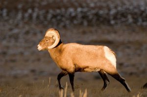 Bighorn sheep in the morning sun in winter