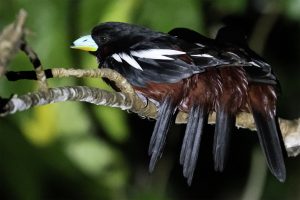 Three birds sitting on a branch of rain forest canopy in Borneo