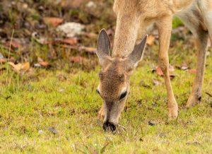 Sweet cute roe female deer Florida Keys Everglades eating grass grazing