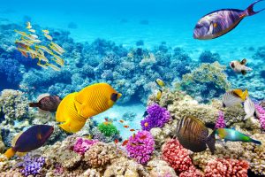 Wonderful and beautiful underwater world with corals and tropical fish. Great Barrier Reef Australia