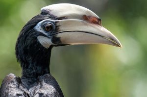 Borneo hornbill bird