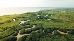 Florida river veins swampy waters muddy waters Everglades national park
