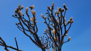 Fire damaged Joshua Tree. In 2020, the Dome Fire in The Mojave National Preserve burned over 43,000 acres of the Cima Dome and burned upwards of 1.3 million of the eastern Joshua Tree population.