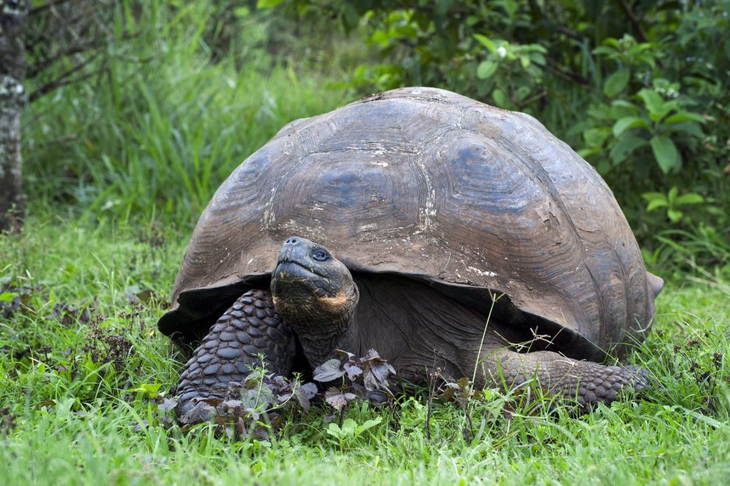 Galapagos 4 | Good Nature Travel Blog