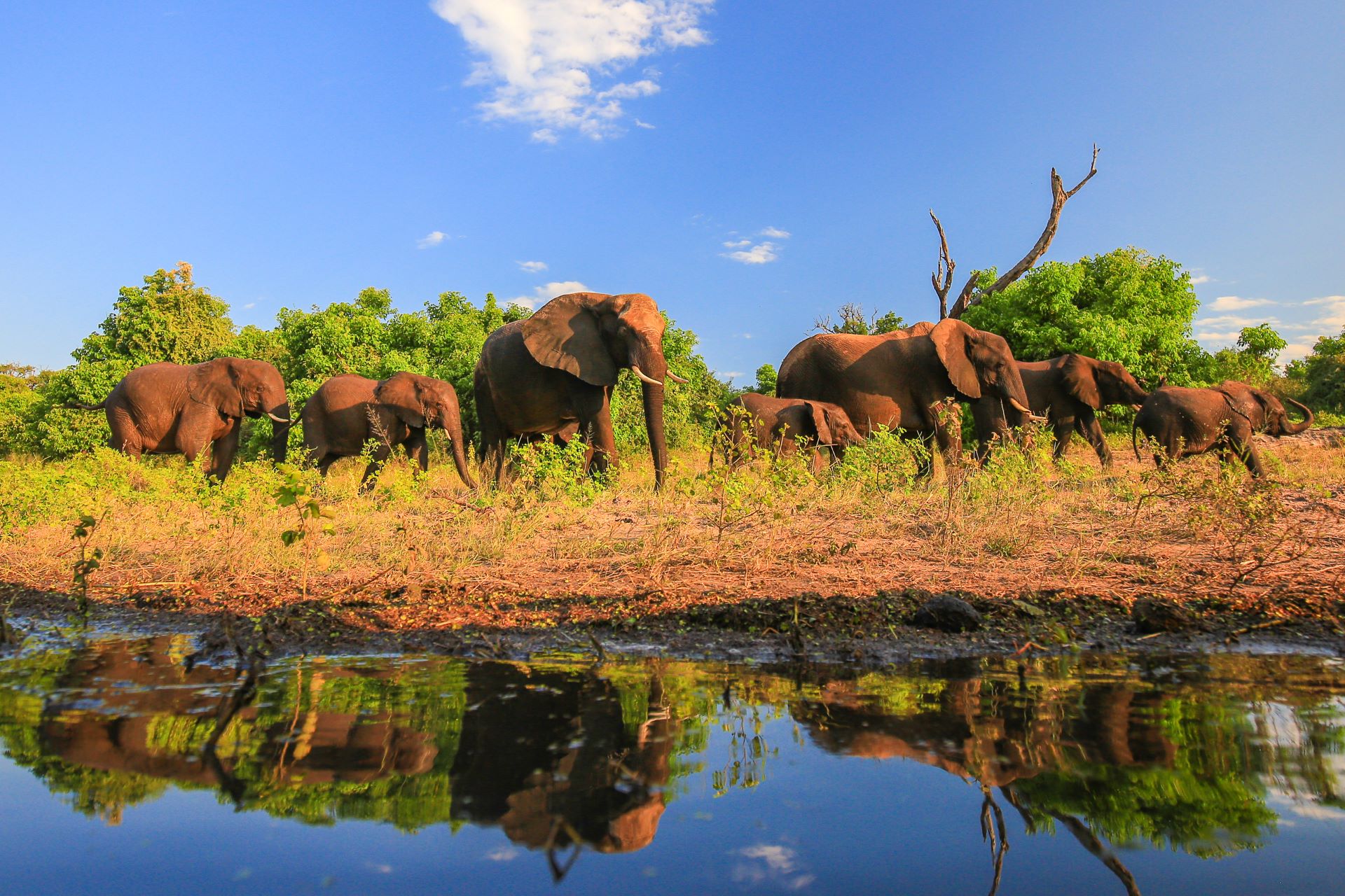 Elephants Abound on a Southern Summer Safari