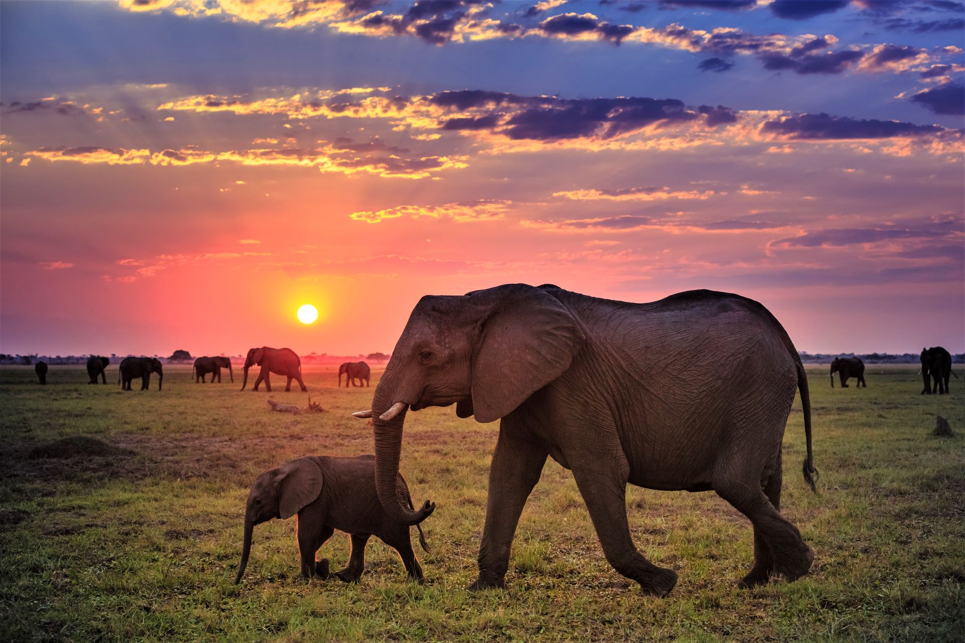 Elephants in the fluttering heart of Africa