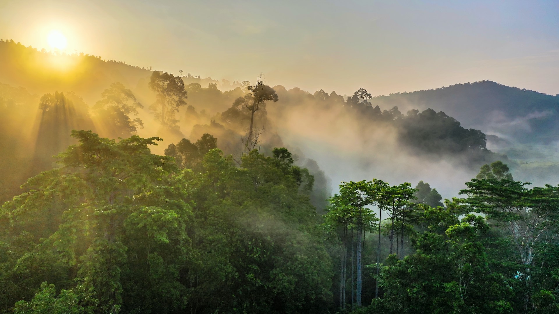 Tropical rainforest, Stunning view of Borneo Rainforest with sunrise mist and fog rays in the morning.