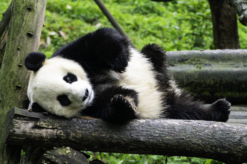 panda 1 Good Nature Travel Blog(03)