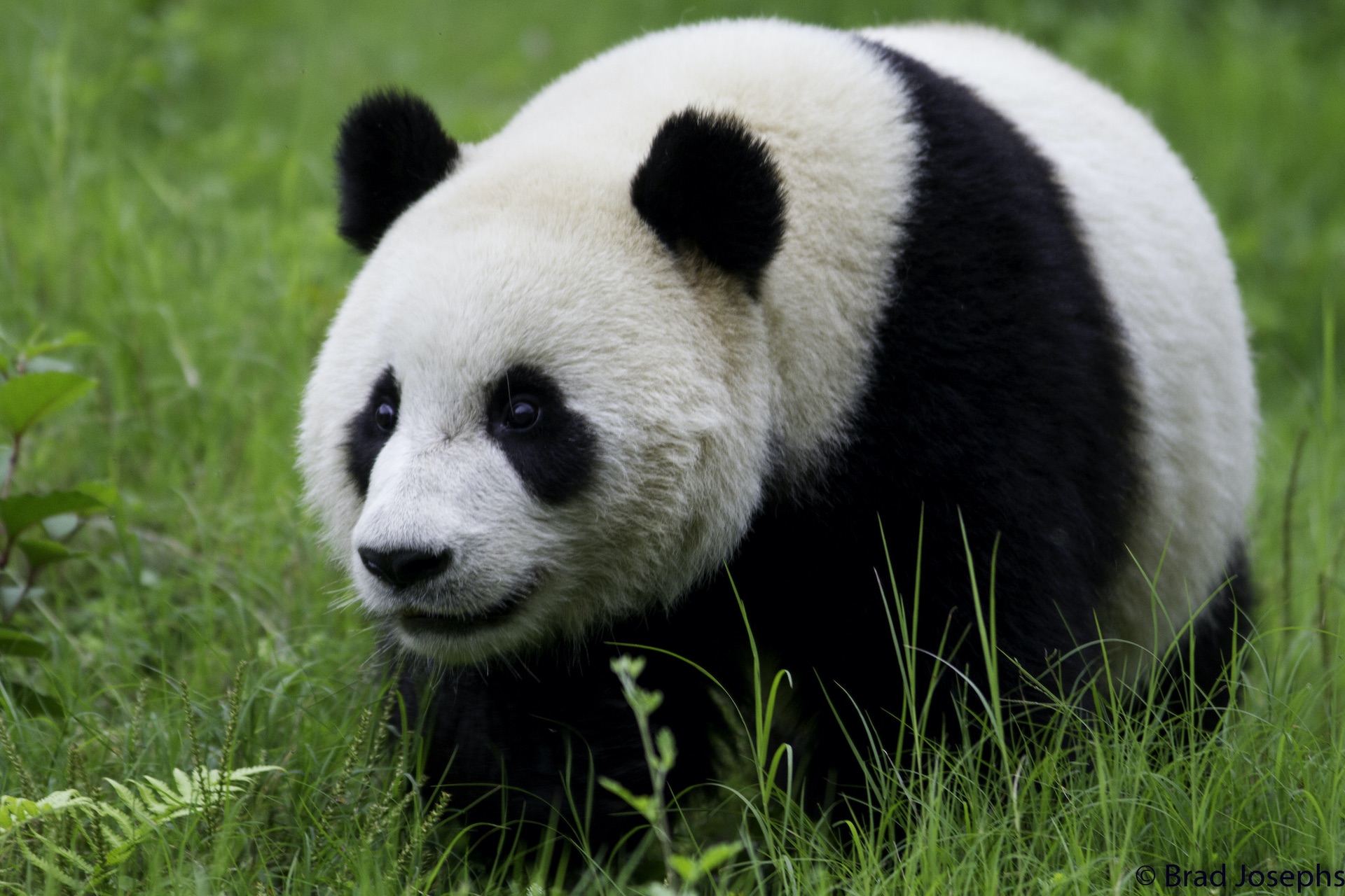Pandabeer Staand Pandabeer Staand