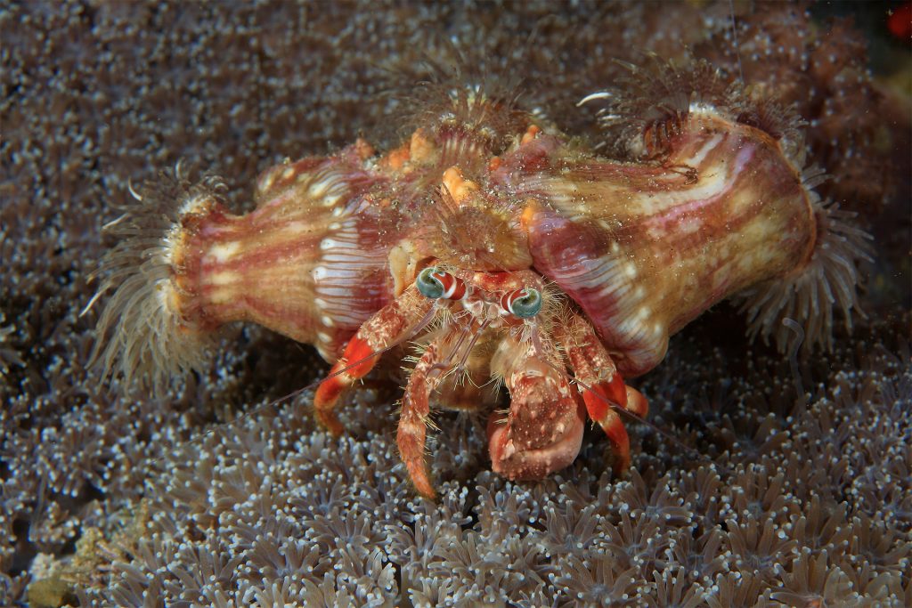 Hermit,Crab,With,Anemone,On,His,Shell | Good Nature Travel Blog