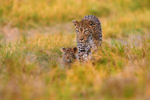 Leopard kitten baby, hidden nice orange grass. Leopard cub with mother walk. Big wild cat in the nature habitat, sunny day on the savannah, Khwai river. Wildlife nature, Botswana wildlife.