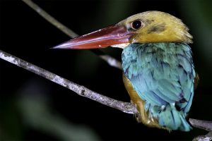 Storkbilled kingfisher bright colorful plumage nocturnal perching in Borneo