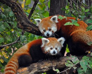 Red panda mother and baby