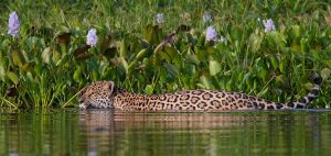 Jaguar swimming in Brazil Pantanal in marsh with beautiful flowers and green grasses