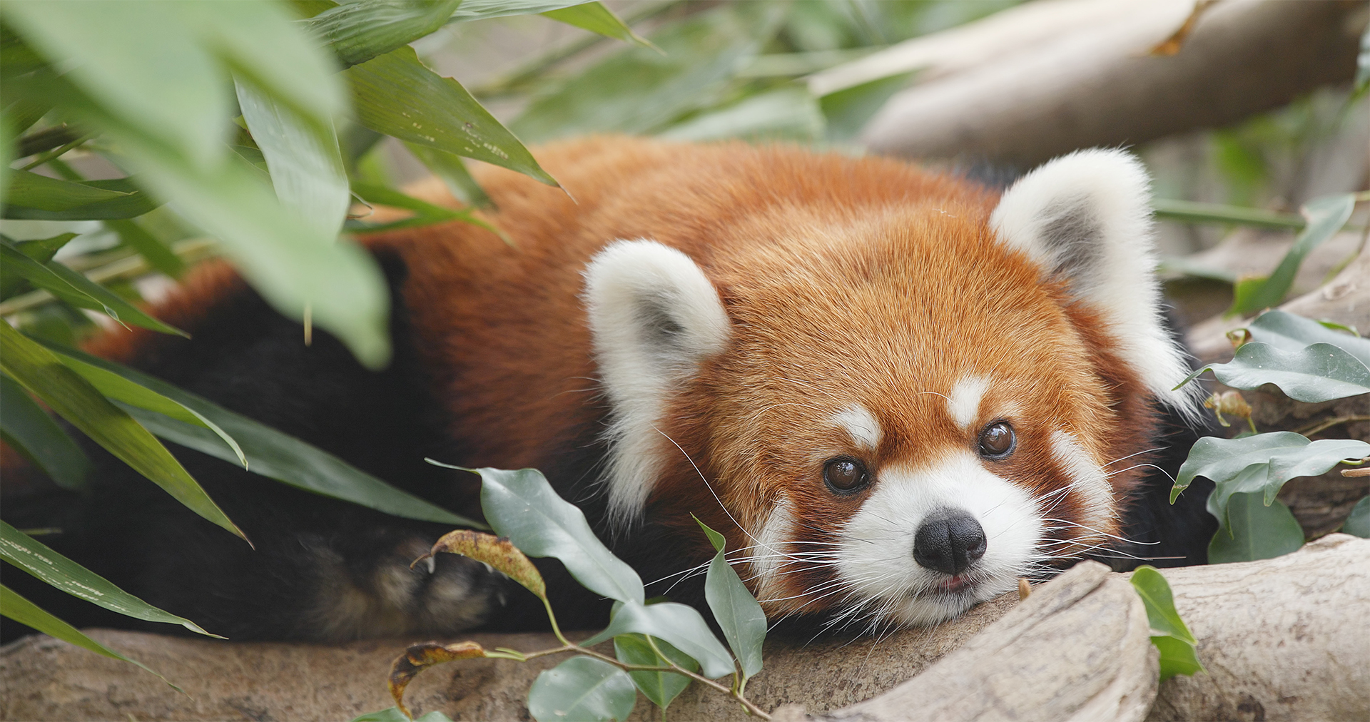 Eight Amazing Red Panda Facts, Science