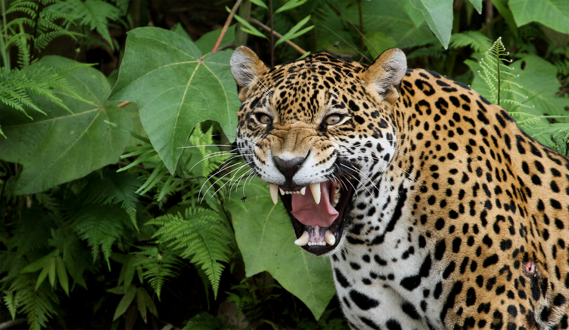 Roaring Jaguar