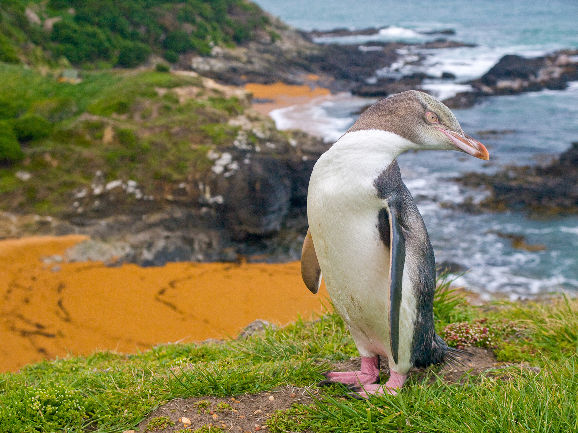 Penguin native to New Zealand inhabits temperate rain forest 