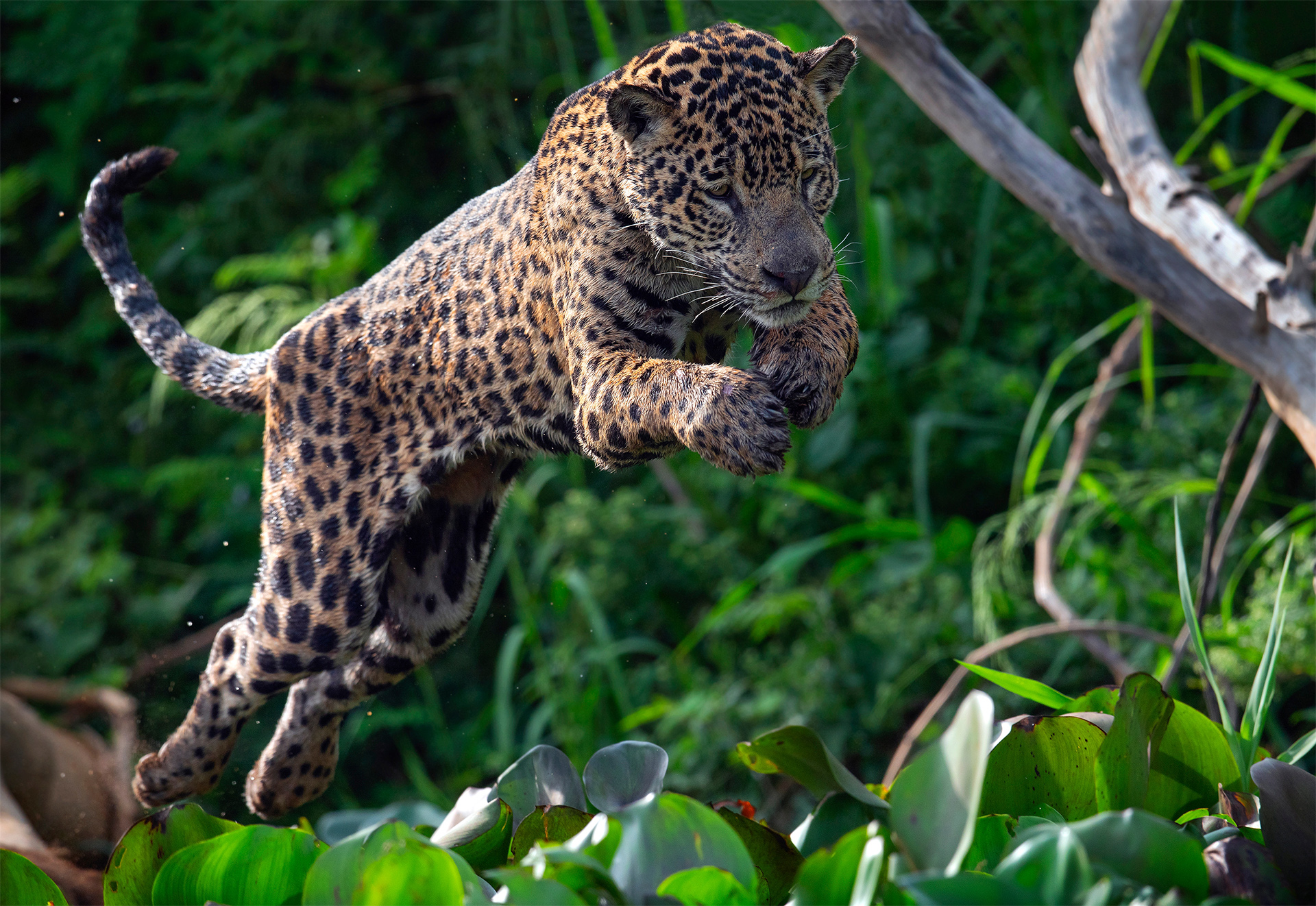 Jumping Jaguar. Green natural background. Panthera onca. Natural habitat. Cuiaba river, Brazil