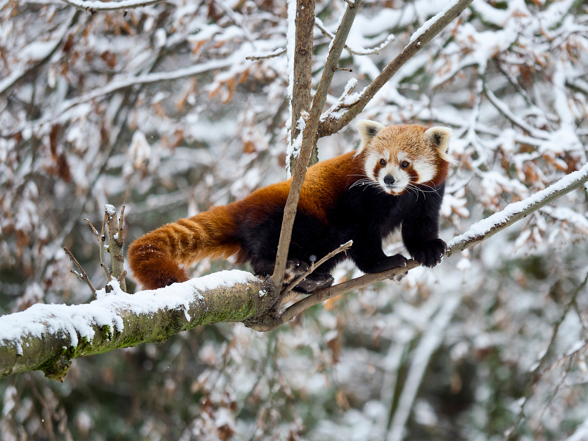 Indian Red Panda