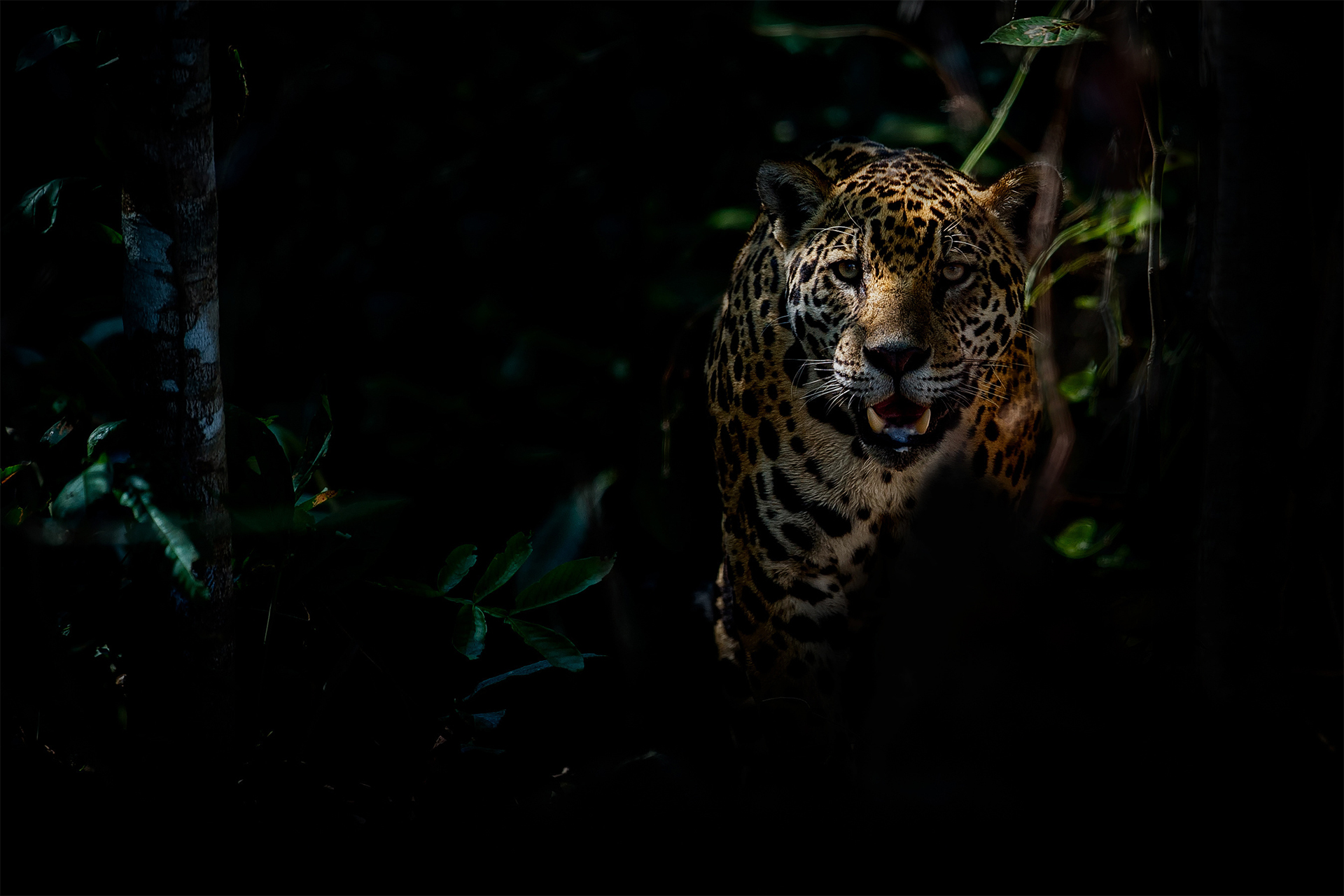 American jaguar female in the darkness of a brazilian jungle, panthera onca, wild brasil, brasilian wildlife, pantanal, green jungle, big cats, dark background, low key