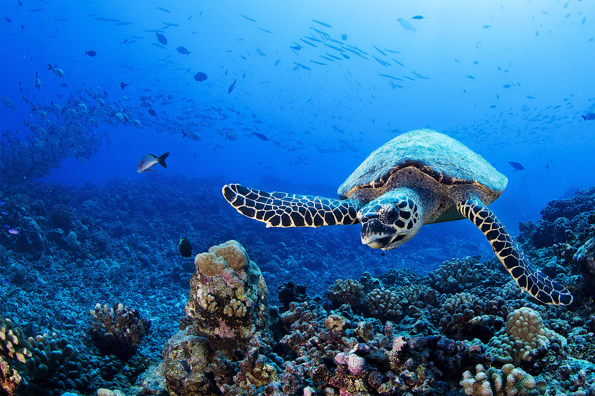 Sea Turtle, French Polynesia