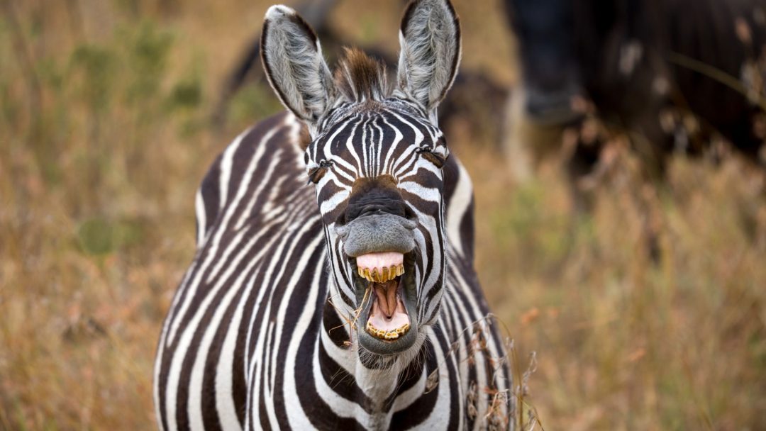 Zebra mouth Good Nature Travel Blog